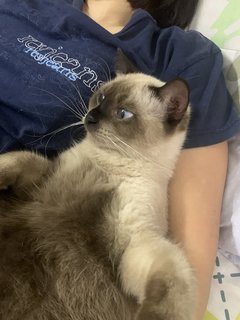 Gajus - Siamese + Domestic Long Hair Cat