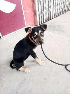 Pretty Hailey (Mixed Husky)  - Mixed Breed Dog