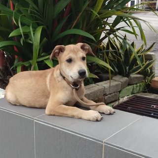 Alvin - Labrador Retriever Mix Dog