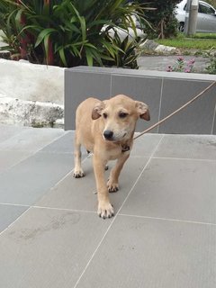 Alvin - Labrador Retriever Mix Dog