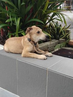 Alvin - Labrador Retriever Mix Dog