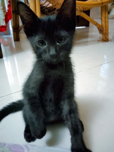 Kitties (Pair) - Bombay Cat