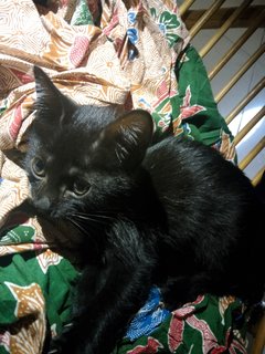 Kitties (Pair) - Bombay Cat