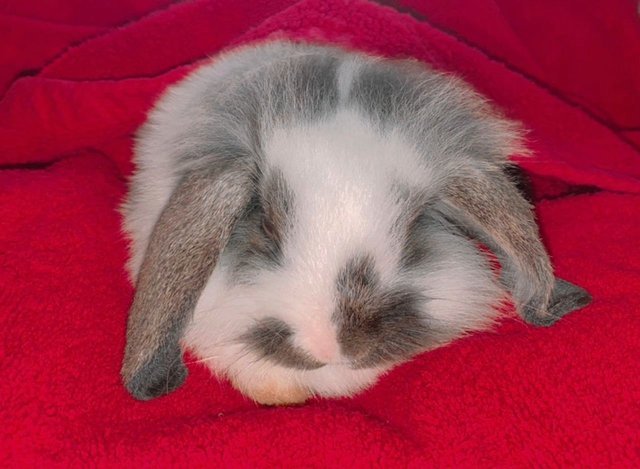 Panda - Holland Lop + Lionhead Rabbit