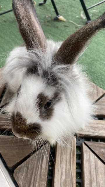 Oreo - Lionhead + Holland Lop Rabbit