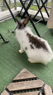 Oreo - Lionhead + Holland Lop Rabbit