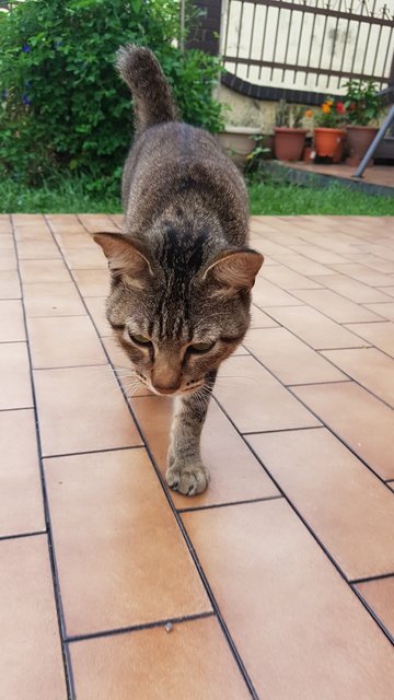 Mocha - Tabby Cat