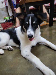 Fei Zai - Mixed Breed Dog