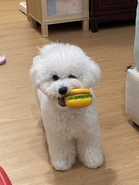 Billy - Bichon Frise Dog