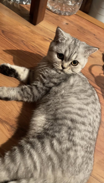 Tiny - British Shorthair Cat