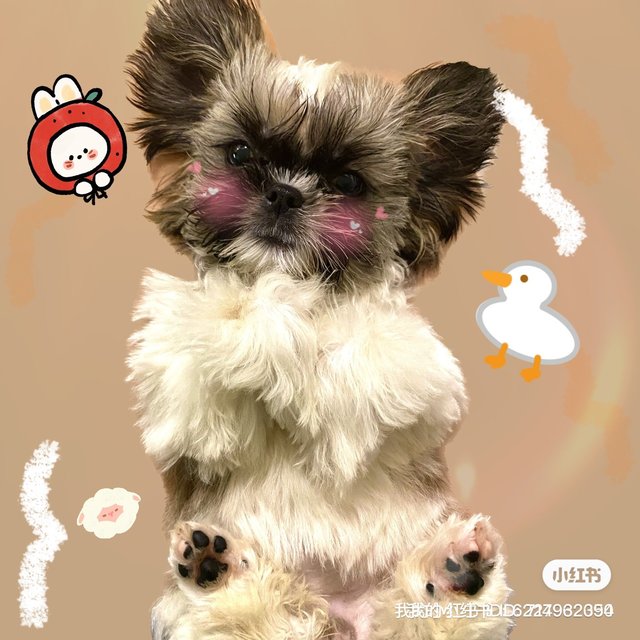 Shih Tzu - Shih Tzu Dog