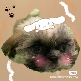 Shih Tzu - Shih Tzu Dog