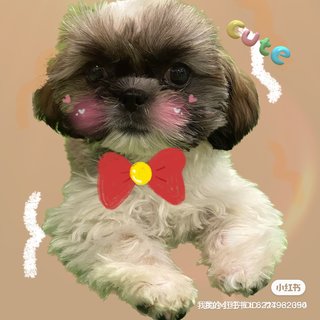 Shih Tzu - Shih Tzu Dog