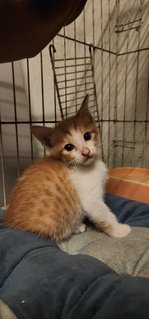 Big Boy - Domestic Short Hair Cat