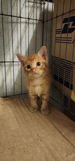 Orange - Domestic Short Hair Cat