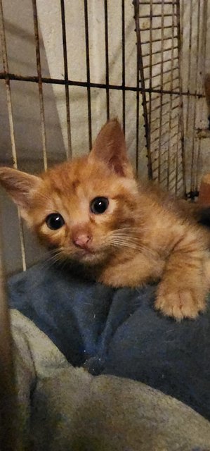 Orange - Domestic Short Hair Cat