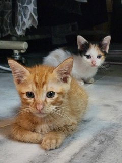 Orange - Domestic Short Hair Cat