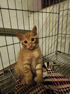 Orange - Domestic Short Hair Cat