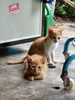 Orange - Domestic Short Hair Cat