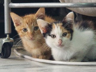 Orange - Domestic Short Hair Cat