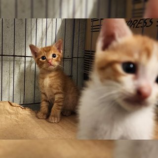 Orange - Domestic Short Hair Cat