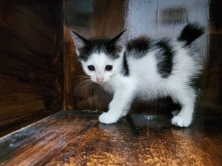 Cow - Domestic Short Hair Cat