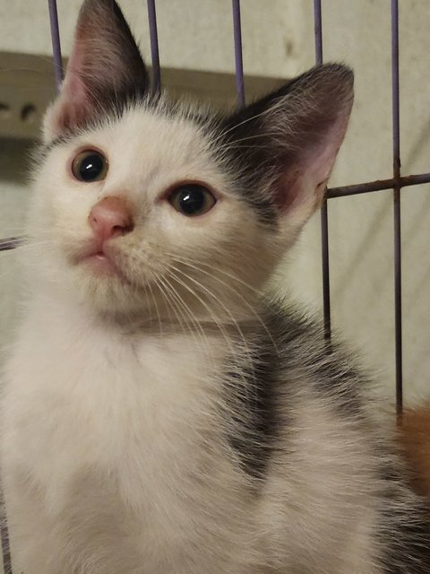 Cow - Domestic Short Hair Cat