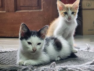 Cow - Domestic Short Hair Cat