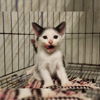 Cow - Domestic Short Hair Cat