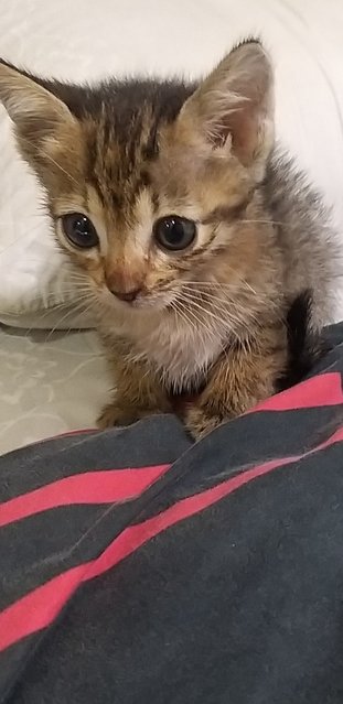 1 Month Old Tabby - Tabby Cat