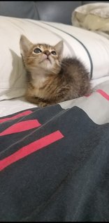 1 Month Old Tabby - Tabby Cat