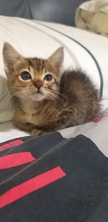 1 Month Old Tabby - Tabby Cat