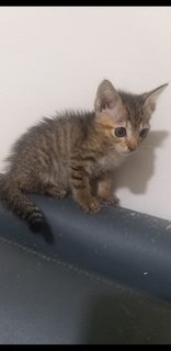 1 Month Old Tabby - Tabby Cat