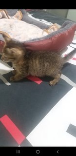 1 Month Old Tabby - Tabby Cat