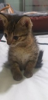 1 Month Old Tabby - Tabby Cat