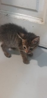 1 Month Old Tabby - Tabby Cat