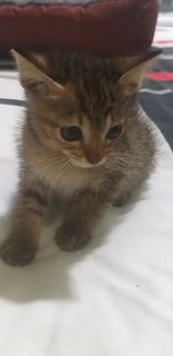 1 Month Old Tabby - Tabby Cat