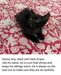 Nyima - Domestic Short Hair Cat