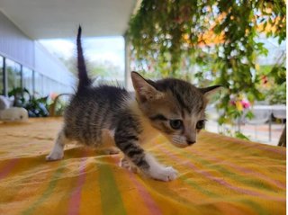 Gu-lang - Domestic Short Hair Cat