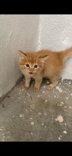 Tuantuan - Domestic Long Hair Cat