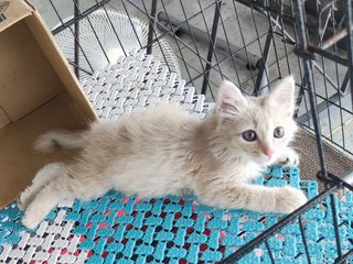 Peach - Domestic Long Hair Cat