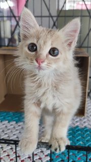 Peach - Domestic Long Hair Cat