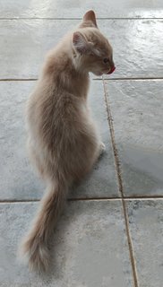 Peach - Domestic Long Hair Cat