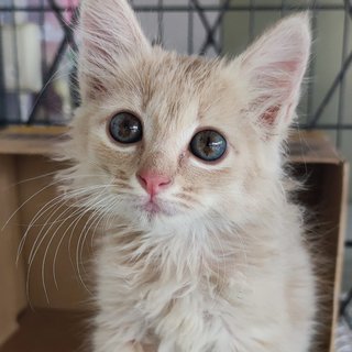 Peach - Domestic Long Hair Cat