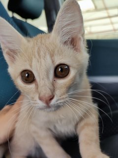 Peach - Domestic Long Hair Cat