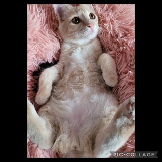 Peach - Domestic Long Hair Cat