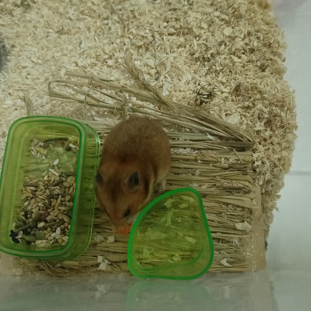 Rhino - Syrian / Golden Hamster Hamster