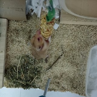 Rhino - Syrian / Golden Hamster Hamster