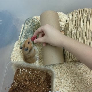 Rhino - Syrian / Golden Hamster Hamster