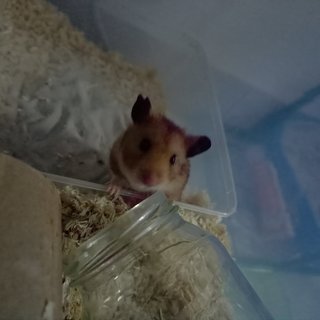 Rhino - Syrian / Golden Hamster Hamster